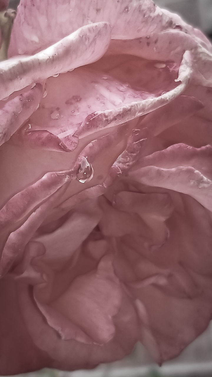 CLOSE-UP OF WATER DROPS ON ROSE