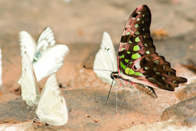 Graphium