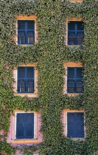 Exterior of an old building covered with jasmine climbing plant and closed shutters, italy