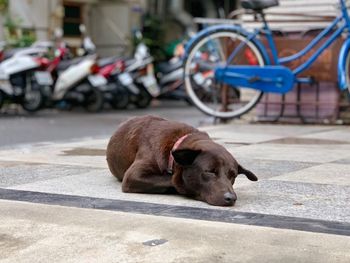 Dog relaxing on the road