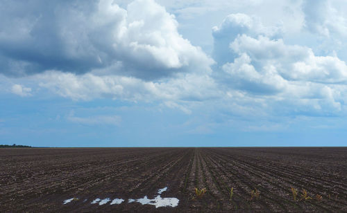 Scenic view of agricultural field against sky