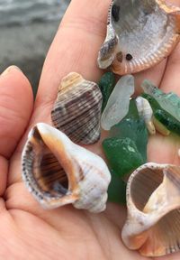 Close-up of hand holding shells