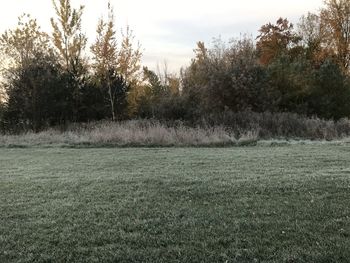 Trees on field against sky