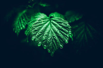 Close-up of fresh green leaves