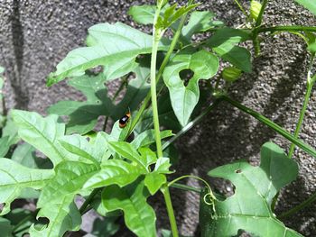 High angle view of insect on leaf