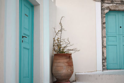 Potted plant by window of building