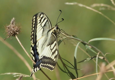 Close-up of butterfly on plant