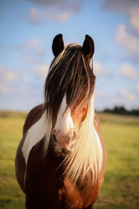 Horse on field against sky