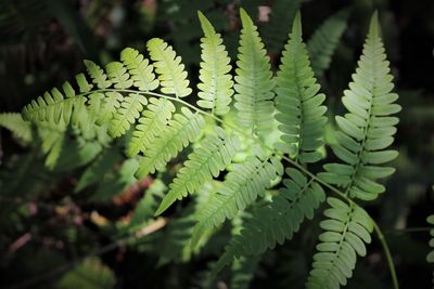 Close-up of fern leaves