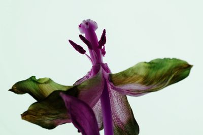 Close-up of pink flowers against white background