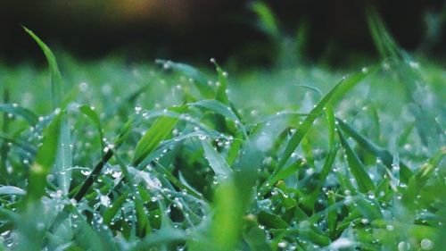 Close-up of dew drops on grass