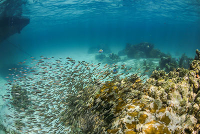 Schoal of fish swimming over coral