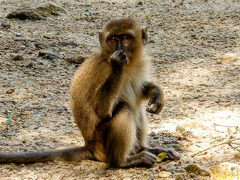 Monkey sitting on tree stump