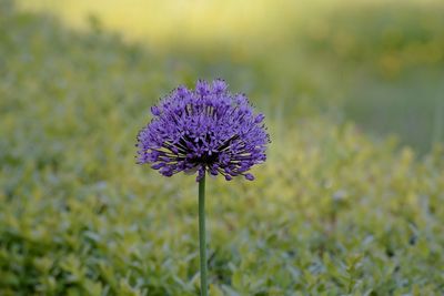 Close-up of purple flowering plant on field