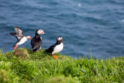 Seagulls perching on a sea