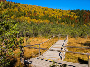 Scenic view of forest