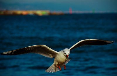 Close-up of seagull flying over sea against sky