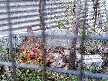 Close-up of bird on fence