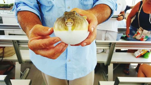 Close-up of man holding puffer fish