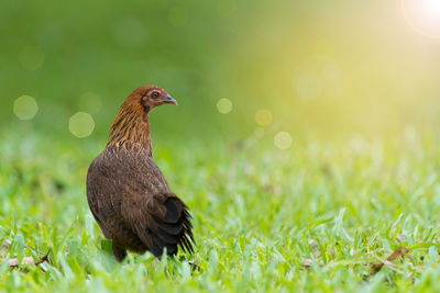 Close-up of bird on field