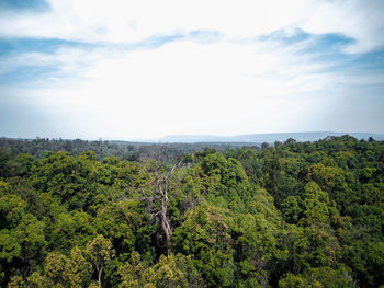 Scenic view of forest against sky
