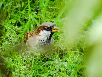 Close-up of a bird in field