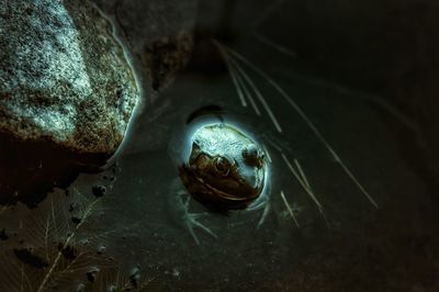 High angle view of turtle swimming in water