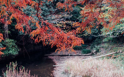 Scenic view of forest during autumn