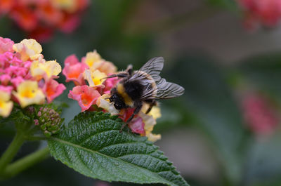 Close-up of bee pollinating on flower