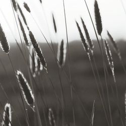 Close-up of wheat growing on field