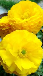 Close-up of yellow flower