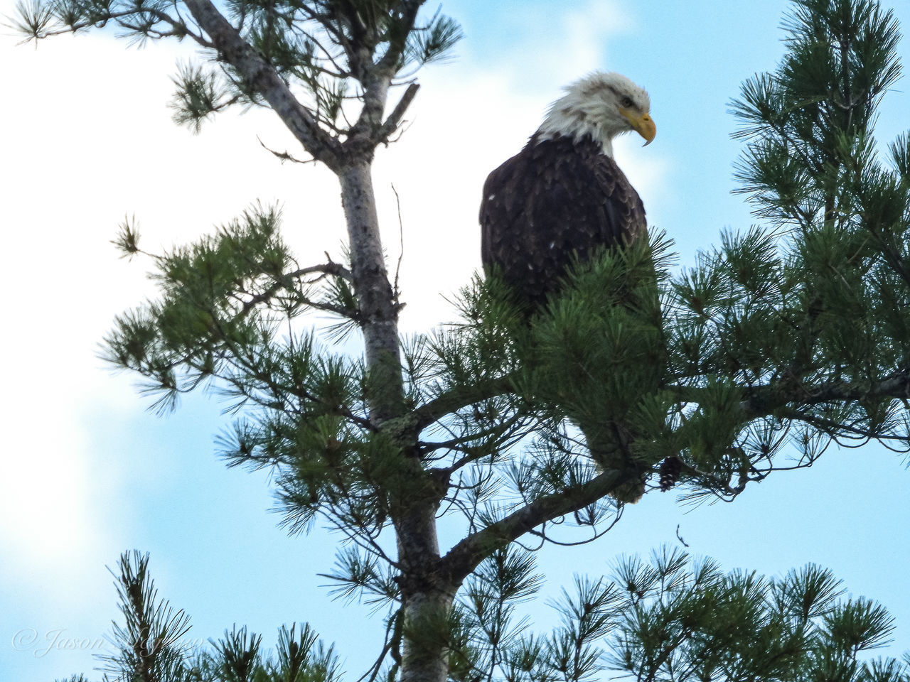 LOW ANGLE VIEW OF BIRD PERCHING ON BRANCH