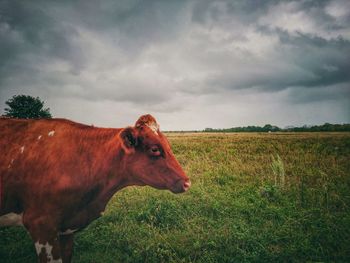 Cow in  a field