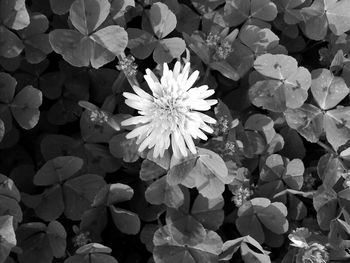 Full frame shot of flowers