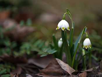 Close-up of white crocus blooming outdoors