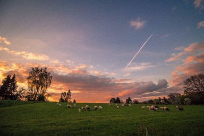 Scenic view of grassy field against cloudy sky