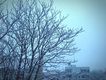 Low angle view of bare trees