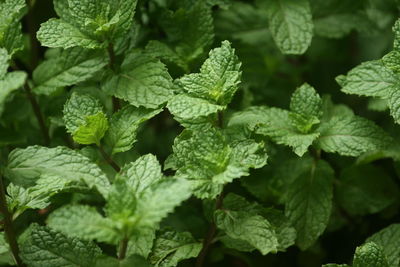 Close-up of fresh green mint leaves