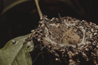 Close-up of an insect on dry leaf