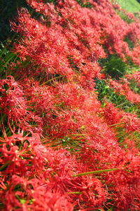 Full frame shot of red flowering plants