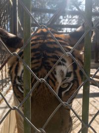 Cat behind fence in cage at zoo