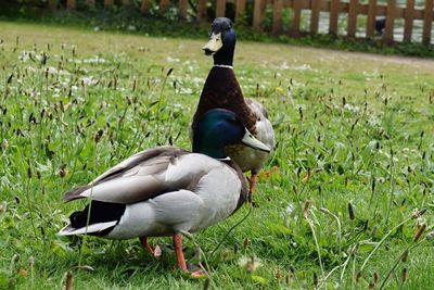 Ducks on grass