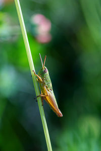 Close-up of insect on leaf