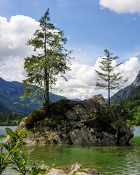 Tree by mountain against sky