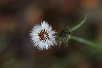 Close-up of dandelion flower