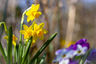 Close-up of yellow crocus flowers