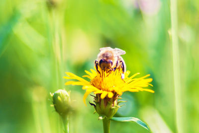 Close-up of bee pollinating on flower