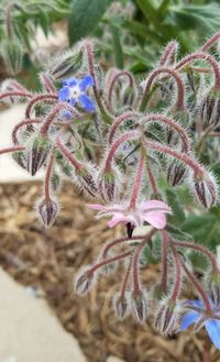 Close-up of flowers against blurred background