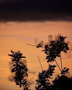 Silhouette tree against sky during sunset