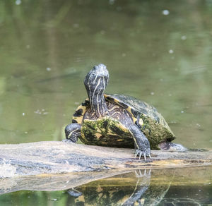 Close-up of turtle on rock in pond